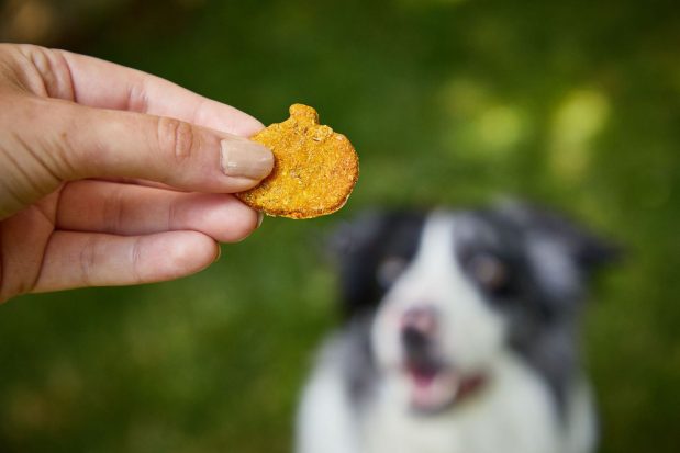 Ultimate Dog Treats Guide: Tips & Recipes