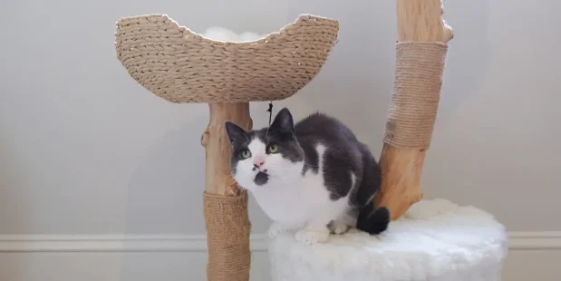 Discover The Best Wooden Cat Trees For Your Feline Friends