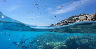 Umi55: Ultimate Guide To Ocean Conservation